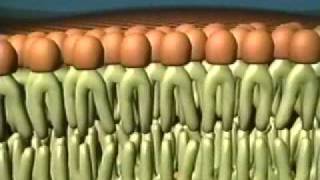 Fluid Mosaic Model of the Cell Membrane [upl. by Michelle335]