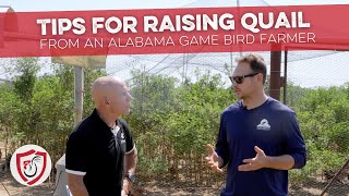 Tips for Growing Quail from an Alabama Game Bird Farmer [upl. by Yremrej]