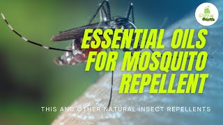 Essential Oils for Mosquito Repellent  This and other natural insect repellents [upl. by Aisereht]