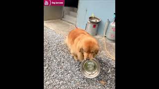 Golden retrievers throw their food bowls when they are angry😂 [upl. by Laram82]