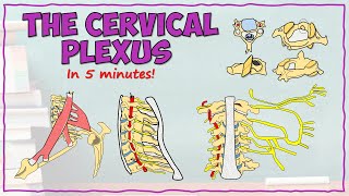 Anatomy of the Cervical Plexus [upl. by Lleraj235]