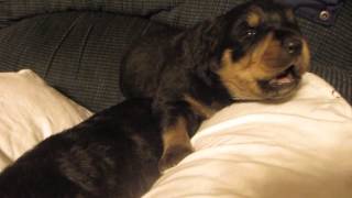 Rottweiler Puppy Howling Two Weeks Old [upl. by Citarella201]