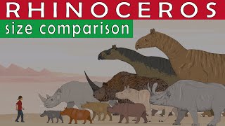 Size Comparison Extinct amp Living Rhinos Paraceratherium Elasmotherium White and Woolly rhinos [upl. by Amity]