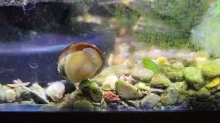 nerite snail hard at work [upl. by Ojybbob968]