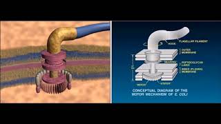 Evolution of the Flagellum [upl. by Okkin]