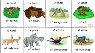 Collective Nouns Words for Groups of People Animals Things  List of Collective Nouns [upl. by Ettevi]