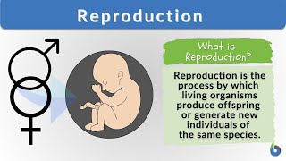 Reproduction introduction [upl. by Nikolos721]