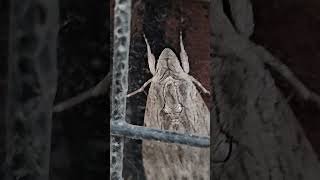 કુમાર મોથ તરીકે ઓળખાય છે Convolvulus hawkmoth ભાવનગરમાં જોવા મળી viralshort new firsttime [upl. by Akena564]