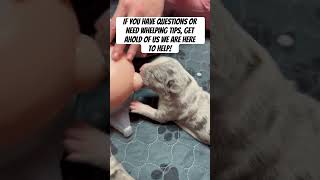 Best Whelping Tips for American Bully Puppies puppy dog americanbully pets shorts [upl. by Jereme281]