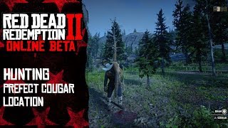 Hunting perfect cougar with potent predator bait  Red Dead Redemption 2 Online [upl. by Coats]