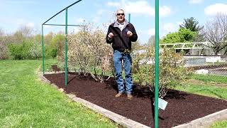 Growing Blueberries in KY  Small fruit  Highbush Blueberries [upl. by Llerej801]