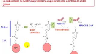 BIOSINTESIS DE ACIDOS GRASOS PARTE 1  ACTUALIZADO [upl. by Munmro]