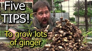 5 Tips How to Grow a Ton of Ginger in One Container or Garden Bed [upl. by Valery909]