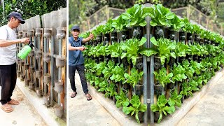 Good Ideas From Plastic Bottles Have A Beautiful Vegetable Garden Right At Home [upl. by Magner]