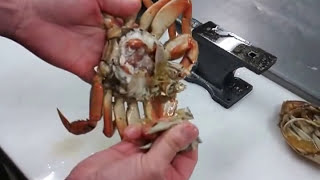 How to Break Down Fresh Crab Like a Pro  Kitchen Conundrums with Thomas Joseph [upl. by Fugere]