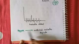 Pyrosequencing in hindi English [upl. by Llenrev]