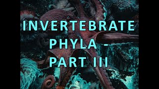 Invertabrate Phyla  Part III [upl. by Ylsew]