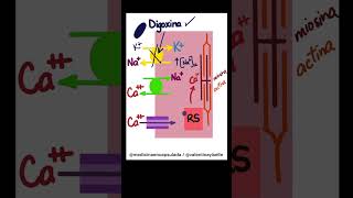 Cápsula farmacológica💊 Efecto inotrópico de la digoxina🫀 [upl. by Yorgo]