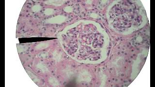 Histology for Beginners [upl. by Nerty370]