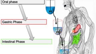 Static In Vitro Digestion Method for Food 2014 Minekus et al Food amp Function [upl. by Haliek]