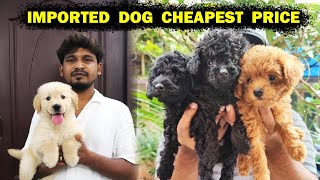 Imported Dog Kennel Cheapest Price  Chennai [upl. by Chute]