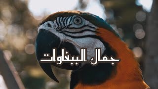 جمال طائر المكاو [upl. by Naed138]