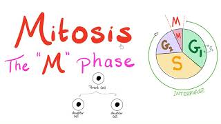 Mitosis  Cell Division  The M Phase of the Cell Cycle  Biology for MCAT DAT SAT ACT AP Bio [upl. by Florinda]