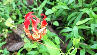 Where beauty meets danger ⚠️ಗೌರಿ ಹೂFlaming LilyAgnishikhaGloriosa superbapoisonous herb [upl. by Racso]