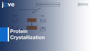 Protein Crystallization for Xray Crystallography [upl. by Lorens417]