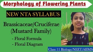 Ch5 NEW PLANT FAMILIES  BrassicaceaeCruciferae New NTA syllabus  Class 11 Biology  NEET 2024 [upl. by Ahseiyk]