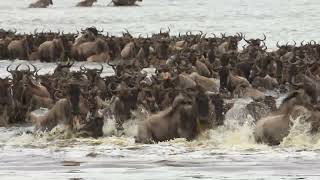 Serengeti Great Migration Lake Ndutu crossing April 2023 [upl. by Elleirua]