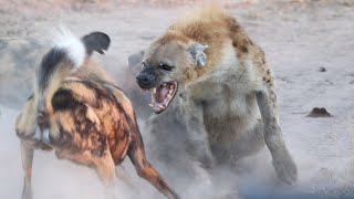 HYENA Hides Under Car From WILD DOGS Northern AVOCA Males and LEOPARD Crosses Sand River [upl. by Nogas720]