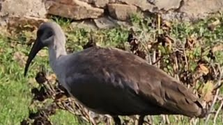 The famous HADEDAthe noisiest bird in Africa [upl. by Normie]