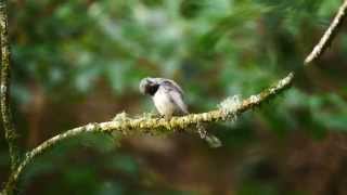 Grey Fantail Rhipidura albiscapa  Graufächerschwanz 7 [upl. by Aneger]