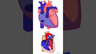 SEPTAL DEFECTAllied healthதமிழில் [upl. by Mur205]