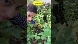 September Harvest  Sabhi baskets full ho gayi shorts [upl. by Danette]