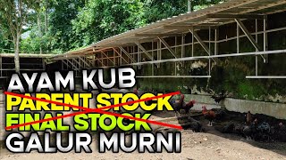 Menjawab Pertanyaan Tentang Ayam KUB Parent Stock Dan Final Stock [upl. by Avlis]