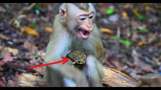 Notable Clips Collection Of the Week Of Baby monkey And Toad and [upl. by Joannes243]