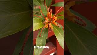 Grevillea glossadenia x venusta  Orange marmalade grevillea 🌾 shorts plant flower vlog TaoMola [upl. by Millian]