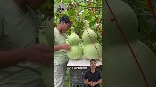 special squash shorts farming pumpkin [upl. by Nidak]