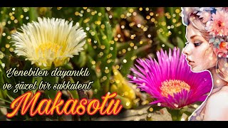 Makasotu  Carpobrotus edulis [upl. by Lura]