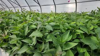 Common Purple Lilac Syringa vulgaris seedlings growing at TreeTimeca in the greenhouse [upl. by Bush]