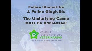 Feline Stomatitis amp Gingivitis The Underlying Cause Must Be Addressed [upl. by Ecenaj]