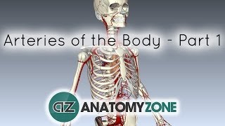 Arteries of the body  PART 1  Anatomy Tutorial [upl. by Jami]