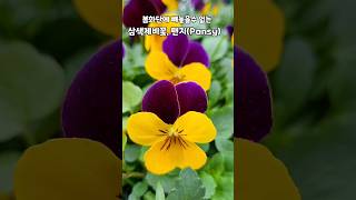 비올라Viola tricolor라고도 하고 꽃말은 quot나를 생각해주세요quot예요 유럽이 원산지 과습에 약해요20240321 011° 맑음 바람이 엄청 쎄고 차가운날 [upl. by Russom]