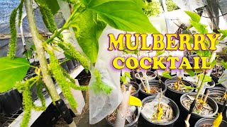 Tasty Mulberry Cocktail Trees  Multi Grafted Trees [upl. by Auohs140]