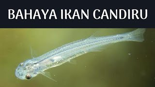 Bahaya ikan Candiru [upl. by Nesmat349]