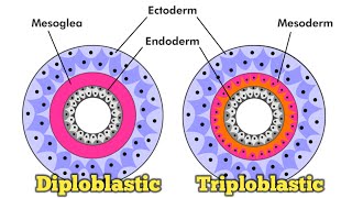 Diploblastic and triploblastic animals द्विस्तरीय तथा त्रिस्तरीय जंतु [upl. by Gnem]