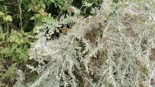 Pelinul Artemisia absinthium [upl. by Romney]