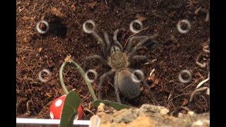 Colombian Dwarf Blue Tarantula Pseudhapalopus sp Blue in New Habitat [upl. by Corry]